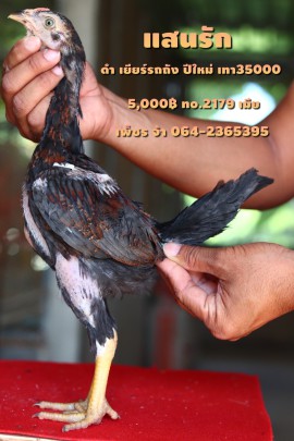 Gà Hatch Rặc Một Máu 8 Tháng Tuổi