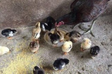 Chia sẻ cách nuôi gà chiến tơ hiệu quả đạt tiêu chuẩn