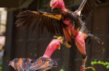 Cách nuôi gà đá bo lớn để có chiến kê khỏe mạnh