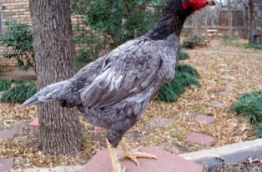 Cách chọn gà mái đúc giống cực chuẩn dành cho sư kê