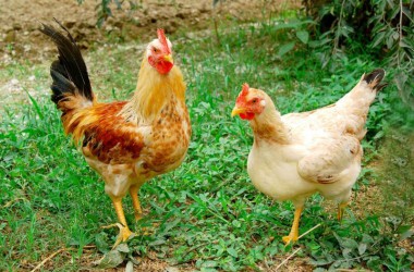 Bệnh phổi ở gà: Nguyên nhân, triệu chứng và phương pháp điều trị