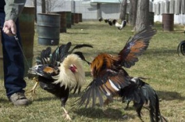 Đá gà cựa dao Philippines – Những bí quyết dành cho lính mới